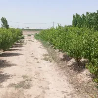 باغ مثمر دارای حق آب|فروش زمین و ملک کلنگی|تهران, خلیج فارس|دیوار