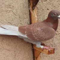 نرقورگی باخت خورده هرکی گرفته ازش خریدارم یاخبربده