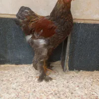 برهما|حیوانات مزرعه|شیراز, امام حسین|دیوار