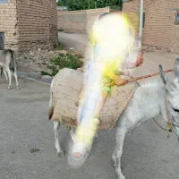 خر ه ماده با کره ۳ ماهه