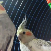 عروس هلندی جفت|پرنده|باسمنج, |دیوار