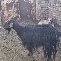 بز ابستن 9ملیون