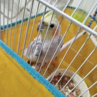 قفس عروس هلندی سایز بزرگ در حد نو