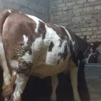 گاو/تلیسه