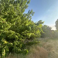 باغ چهار دیواری در محدوده شهری مهستان تهاتر|فروش زمین و ملک کلنگی|هشتگرد, کوشک زر|دیوار