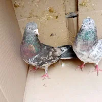 کبوتر