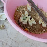 جو های گوشتی دونه 150