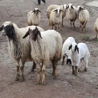 میش و بره سنجابی|حیوانات مزرعه|کرمانشاه, |دیوار