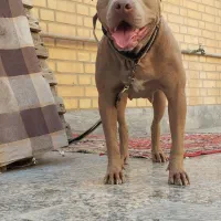 پیتبول|سگ|رامهرمز, |دیوار