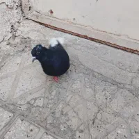 زاغ دم سفید کبوتر|پرنده|قرچک, مهدیه|دیوار