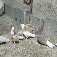 کبوتر طوقی|پرنده|گل تپه, |دیوار