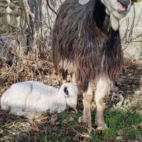 بز ماده جوان همراه با بچه نر