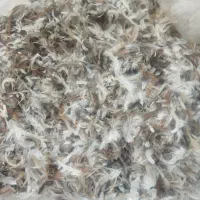 پر محلی درجه یک