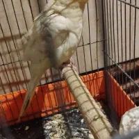 عروس هلندی مولد|پرنده|صباشهر, |دیوار