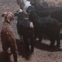 بزغاله ده عدد سه تا نر هفت عدد ماده سالم سرحال