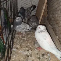 فروش مرغ و کبوتر نقش و پرشی