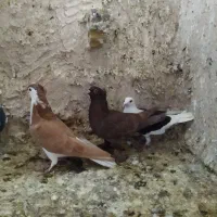 راعبی‌ساده‌کاکلی‌‌پشت‌گراف‌وچندتا‌صید|پرنده|مشهد, شهید قربانی|دیوار