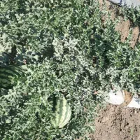 فروش هندوانه