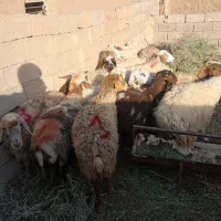 میش وبز چاق واسه عید قربان