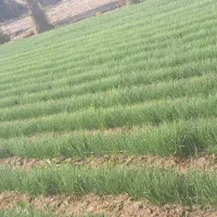 نهال پیاز مینروا