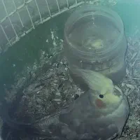 طوطی عروس ماده ۸ ماهه