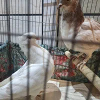 جوجه کبوتر