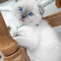 بچه گربه اسکاتیش