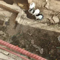 خرگوش|موش و خرگوش|دورود, |دیوار