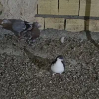 کهنه بوم|پرنده|تربت جام, المهدی|دیوار