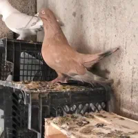 نر کله ای طلایی بزرگ