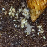 حلزون درمانی|خزنده|کرمان, |دیوار