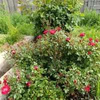 باغ ۶۱۰متری با دیوار های سه متری بلوک