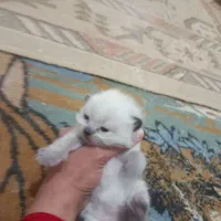 گربه نر همالین