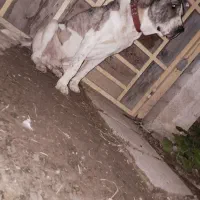 سگ خراسانی نر|سگ|فریدونکنار, |دیوار