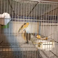 قناری کارداده