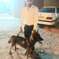 آموزش سگ|خدمات آموزشی|بندرعباس, |دیوار