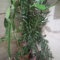 باغ بانی باتجربه ۵۰سال