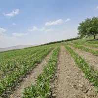 آموزش پرورش زنبور عسل و گیاهان دارویی و قارچ