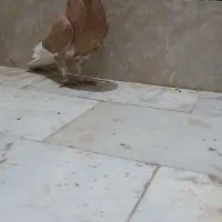 ۱میلیون|پرنده|سبزوار, قصبه شرقی|دیوار