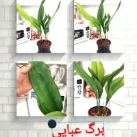 گل های آپارتمانی