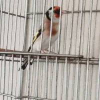 سهره . سهره نشان دار . سهره جوجه قفس نر