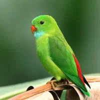 پرنده پیدا شده