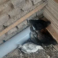 جوجه مرغ