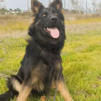 واگذاری توله ماده  ژرمن شپرد شولاین هفت ماهه|سگ|ساری, |دیوار