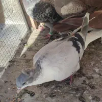 6تاپرنده ی بوم