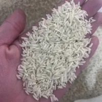 برنج علی کاظمی