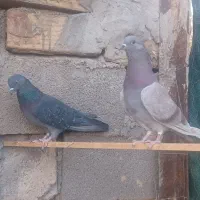 یک جفت نرو ماده دهن خورده|پرنده|سمنان, |دیوار