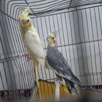 عروس هلندی|پرنده|قم, سید معصوم|دیوار