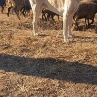 سرابی ۳ساله