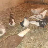 کفتر هوایی هم جفتگاه